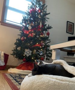 Christmas tree and sleeping kitty